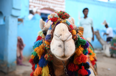 Hurgada vai Šarmelšeiha: īss salīdzinājums