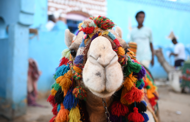 Hurgada vai Šarmelšeiha: īss salīdzinājums